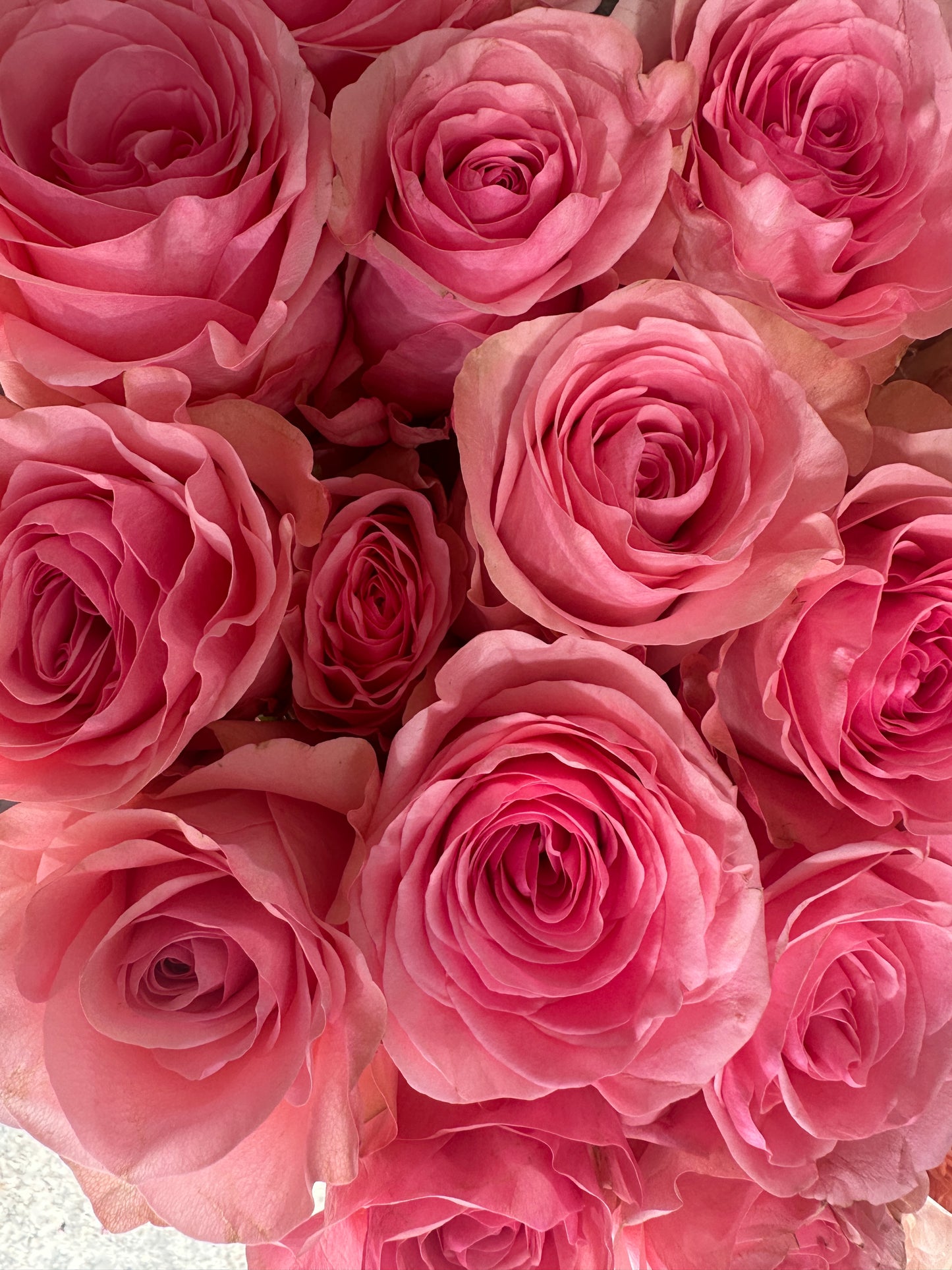 Roses - En Masse
