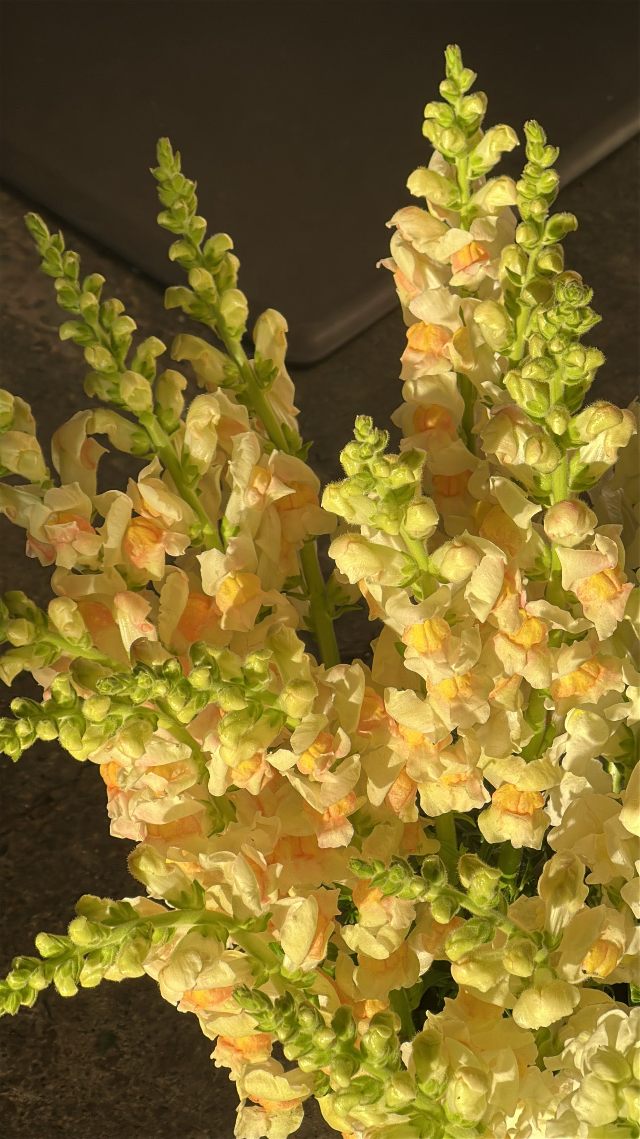 Snapdragons.