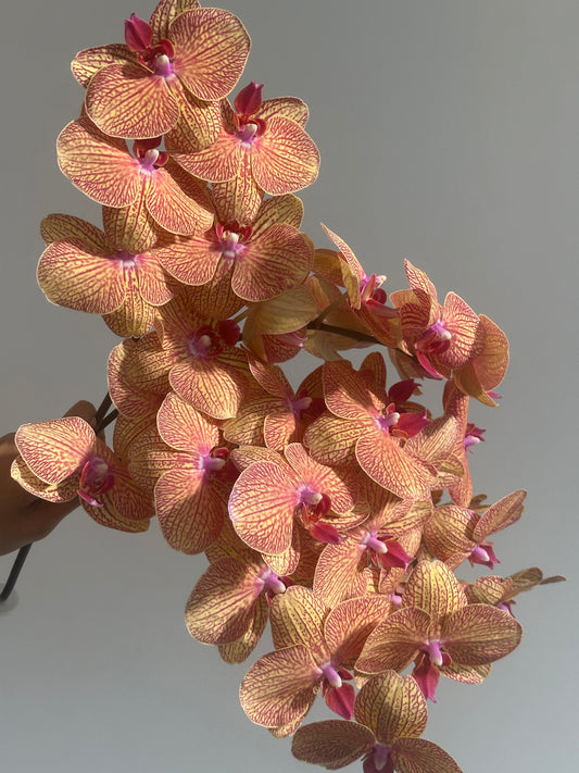 Tangerine Phalaenopsis Orchid.