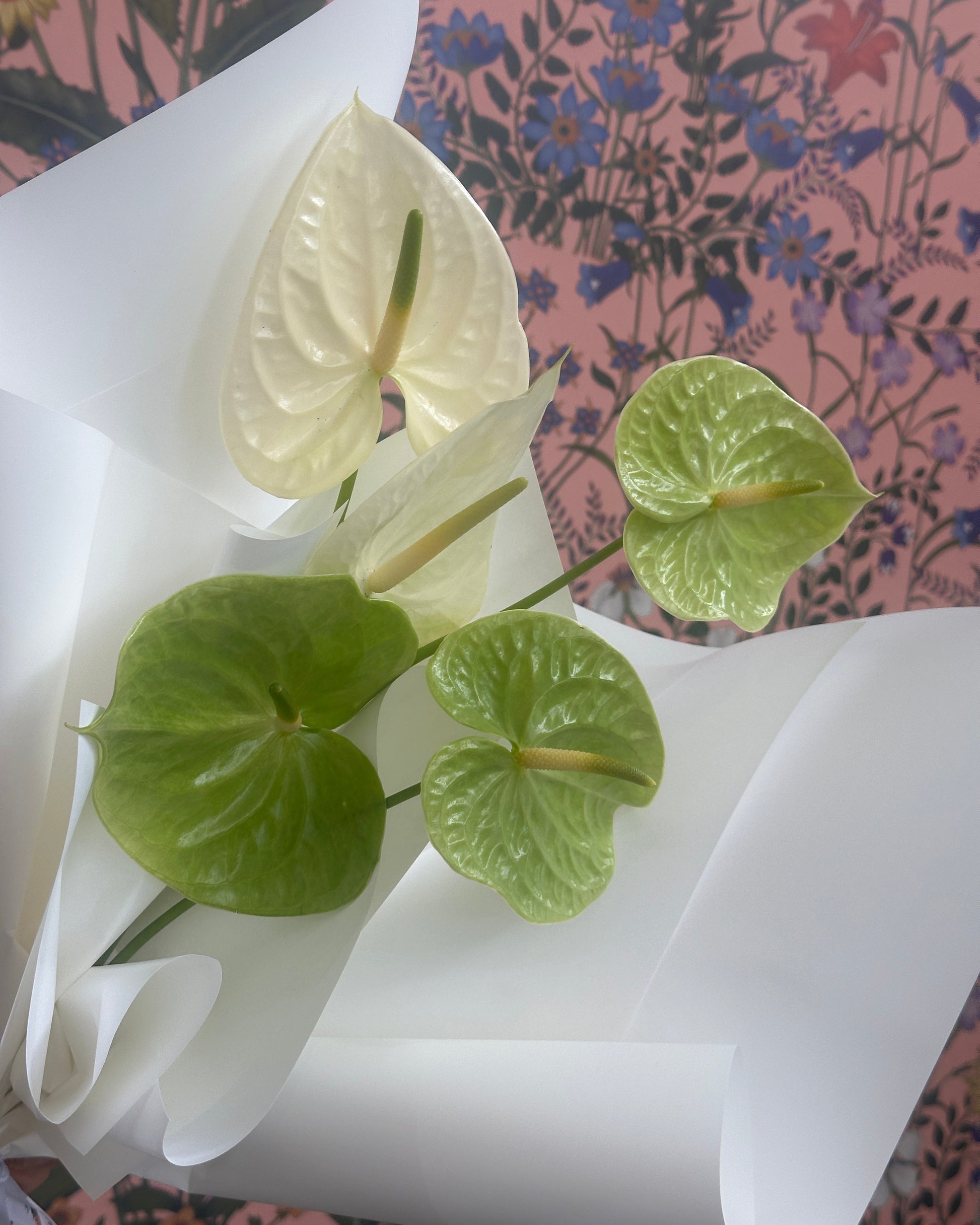 Five (5) Anthurium stems wrapped in white paper.