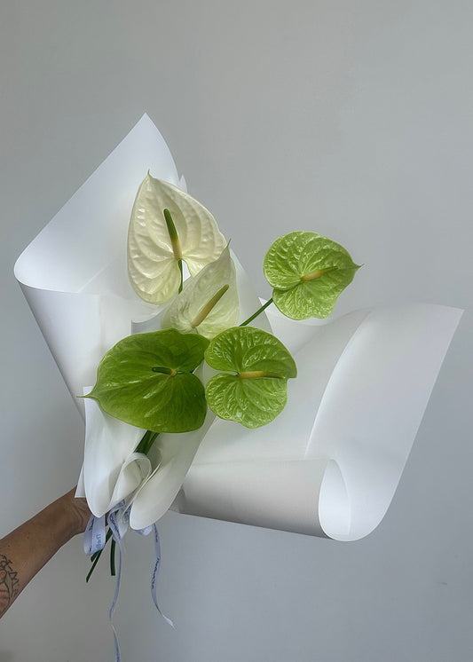 Bouquet of white and green Anthurium flowers wrapped in white paper against a plain background.