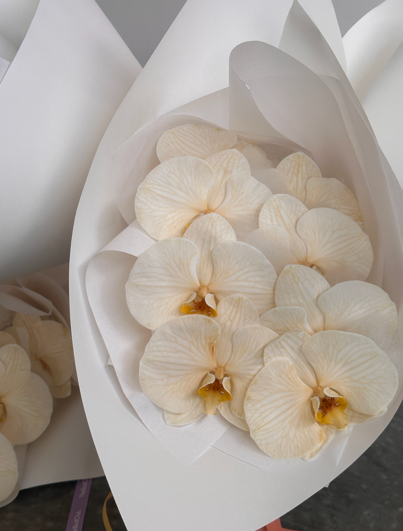 Orchids. The Bud Club - Gold Coast Florist. Same Day Delivery.